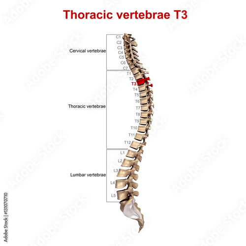 Thoracic vertebrae T3