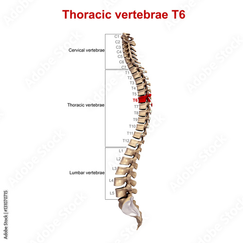 Thoracic vertebrae T6