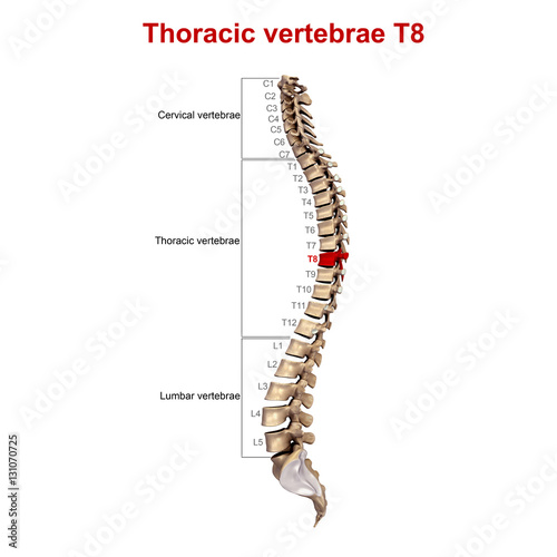 Thoracic vertebrae T8