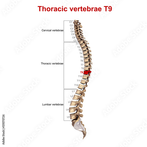 Thoracic vertebrae T9