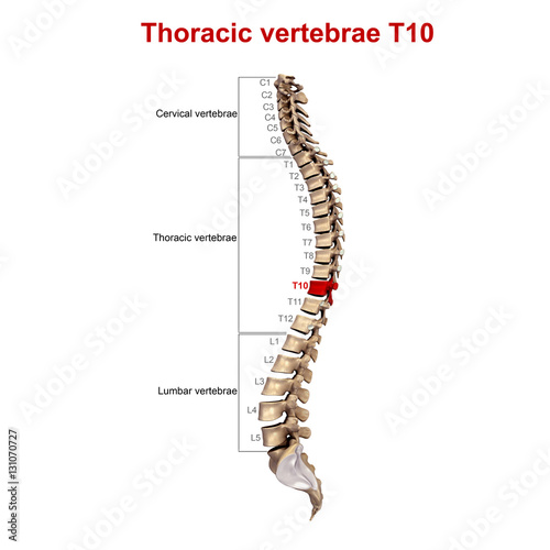 Thoracic vertebrae T10