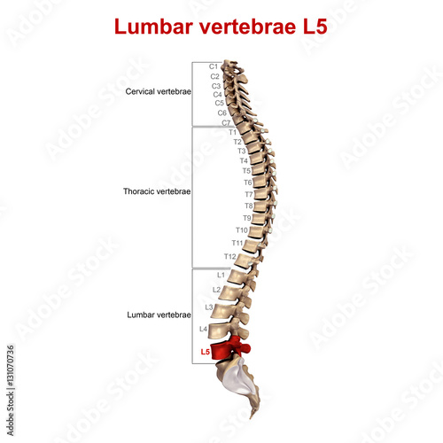 Lumbar vertebrae L5