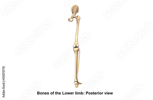 Bones of the Lower limb