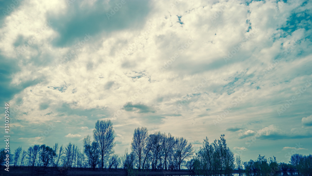 Obraz premium Dramatic sky over old trees a lot of copyspace