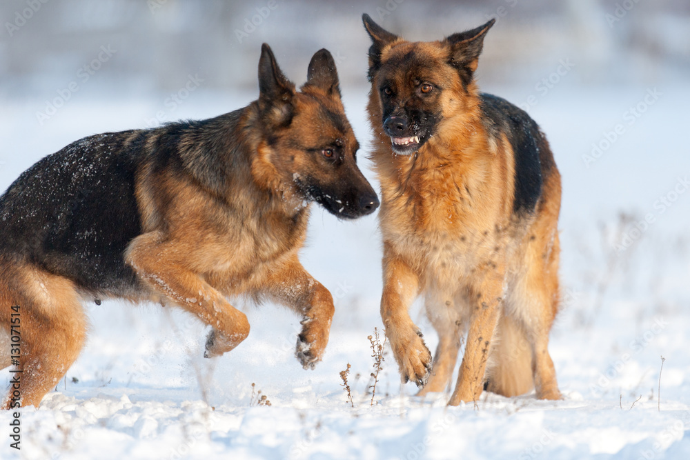 Two shepherd dog in snow field