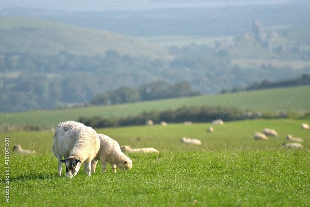 Sheep on path, Swyre Head on Dorset coast