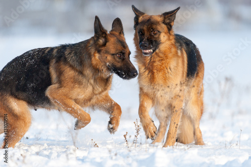 Two shepherd dog in snow field © kwadrat70