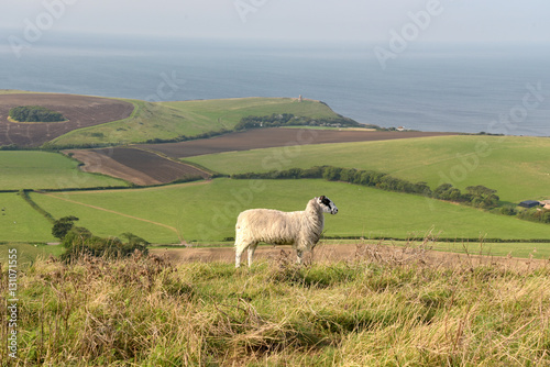Sheep on path, Swyre Head on Dorset coast