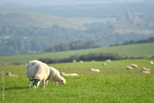 Obraz na płótnie Sheep on path, Swyre Head on Dorset coast w salonie