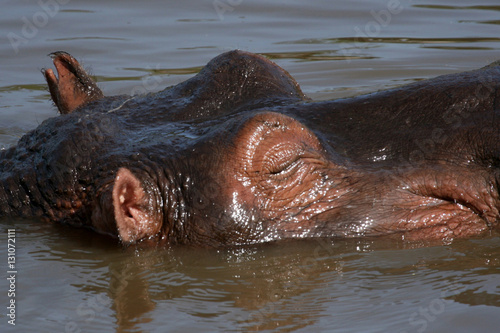 Hippos in Africa