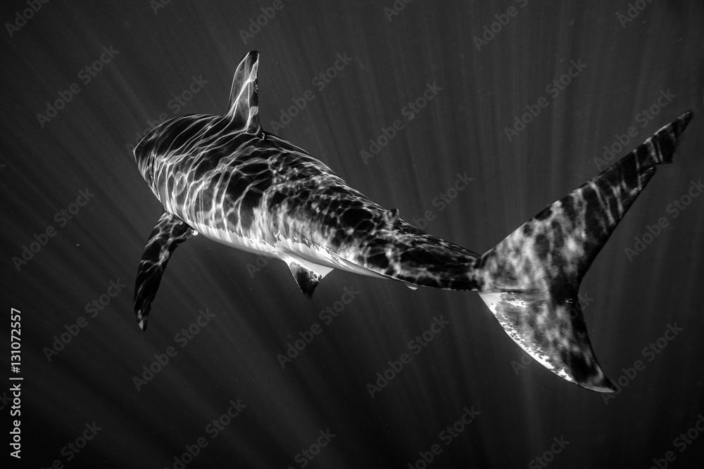 Fototapeta premium Great White shark ready to attack in black and white
