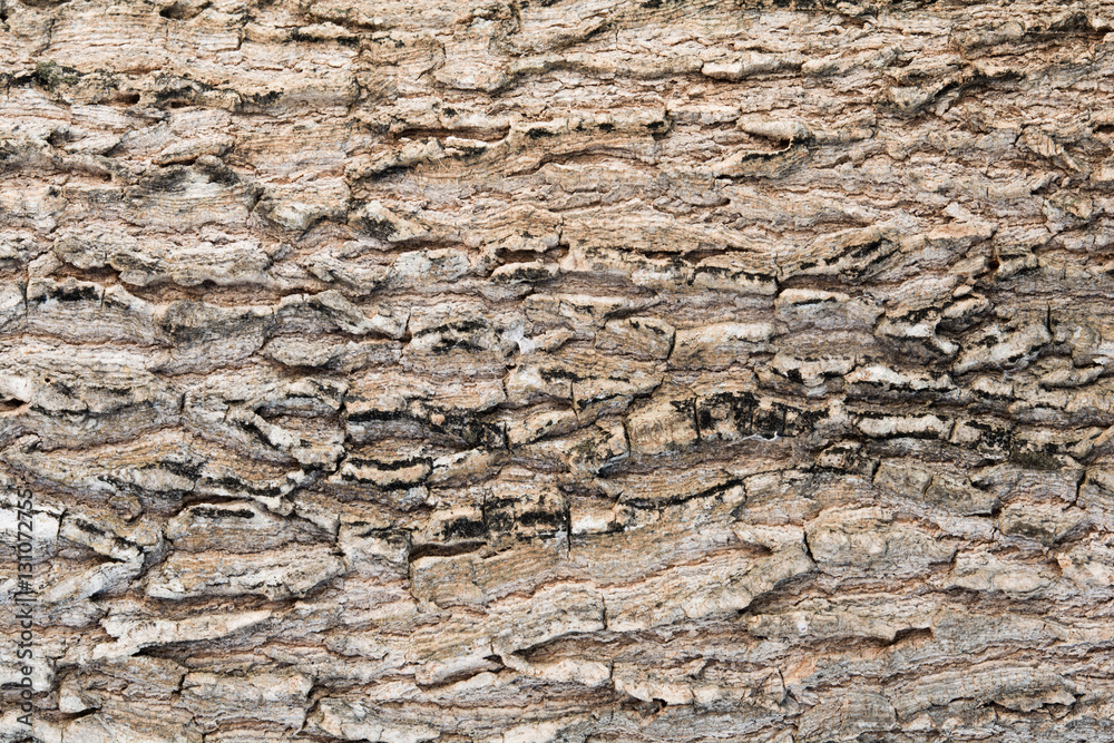 Texture of old wood background Texture of old wood background