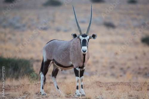 Gemsbok (Oryx gazella) , Etosha National Park, Namibia
