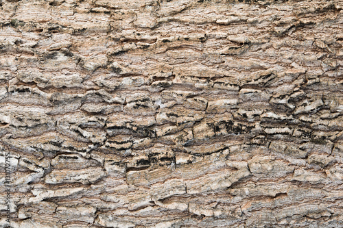 Texture of old wood background