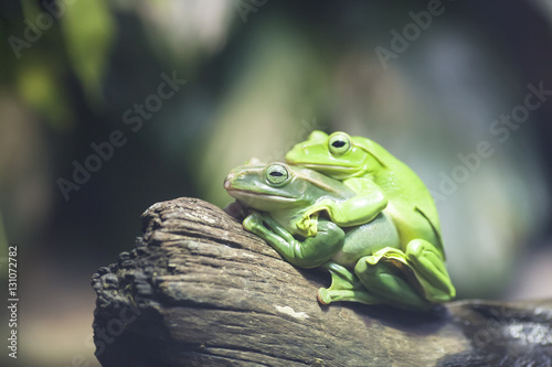 two green frogs (Litoria caerulea) mating on a log on a dark background. selective focus © Lyudmila