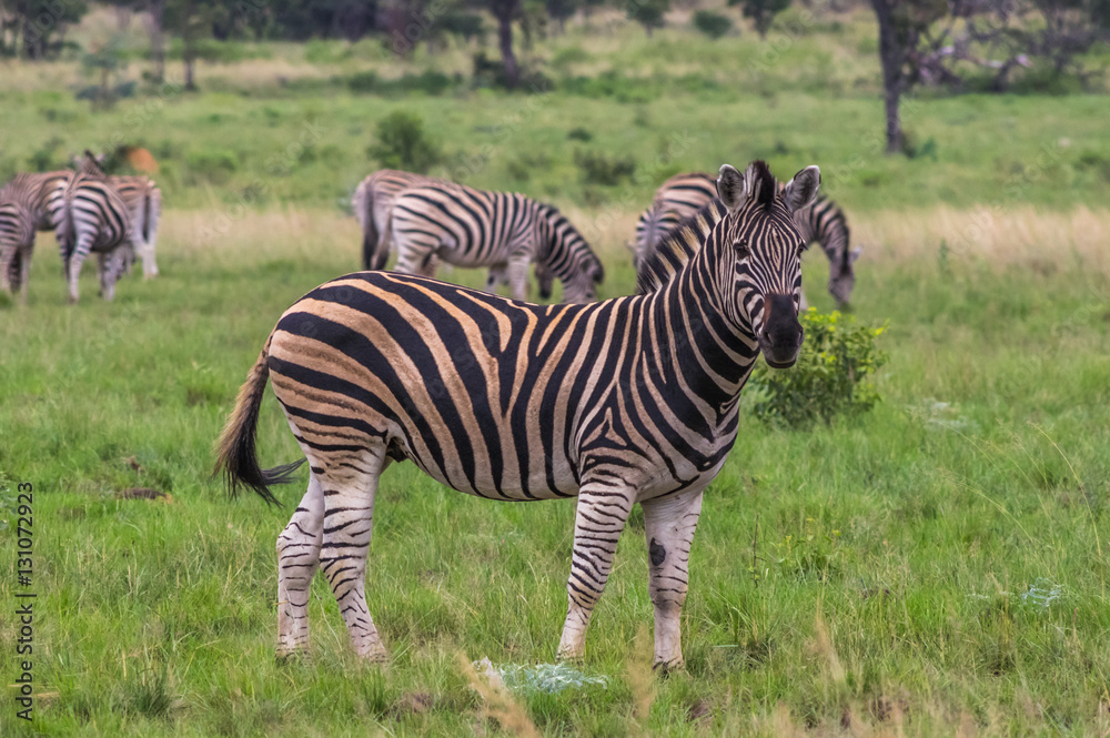 Naklejka premium Zebra's grazing in the wild at the Welgevonden Game Reserve in South Africa