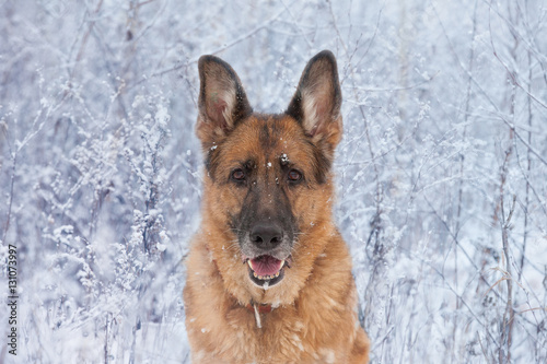 Dog breed German Shepherd in a snowy winter forest, close-up portrait © Mysh