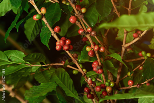 Red coffee beans