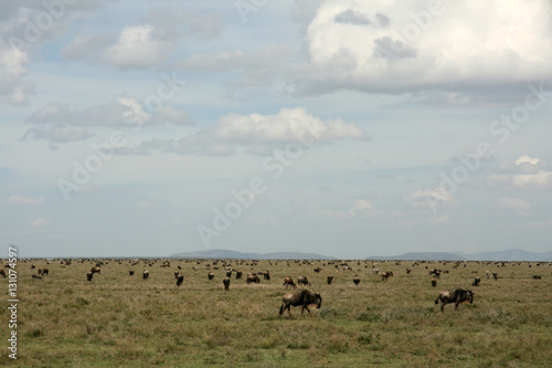 Wildebeest  - Serengeti Safari  Tanzania  Africa