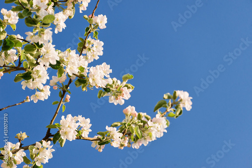 Spring blooming tree. Nature background. Beautiful apple flowers on branch