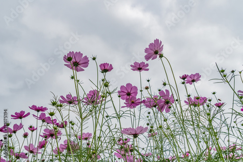 Purple cosmos flowers © santagig
