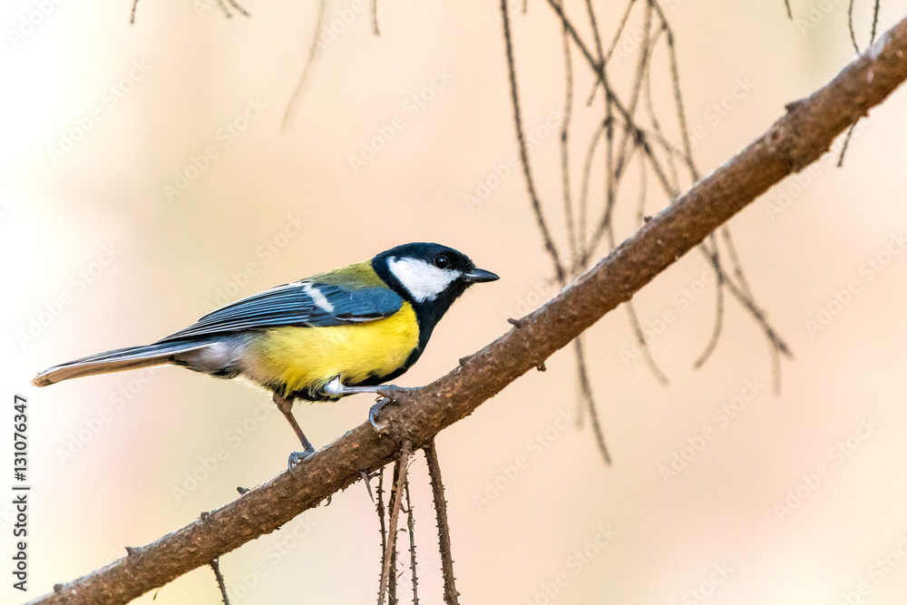 Bird - Great Tit (Parus major) on yellow background. Birds sitting on a branch next to the feeder. Autumn time. Bird - Great Tit (Parus major) on yellow background. Birds sitting on a branch next to the feeder. Autumn time.