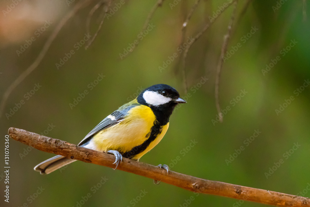 Bird - Great Tit (Parus major) is sitting on a branch next to the feeder. Autumn time. Bird - Great Tit (Parus major) is sitting on a branch next to the feeder. Autumn time.