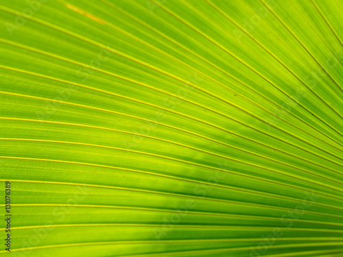Closeup of Green and yellow leaves texture background of Licuala pelota Roxb tree