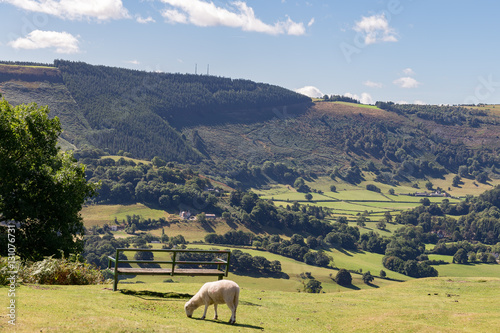 Near Llangollen  Denbighshire  Wales  UK