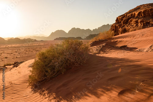 Bush in the sand dune of Wadi rum desert photo