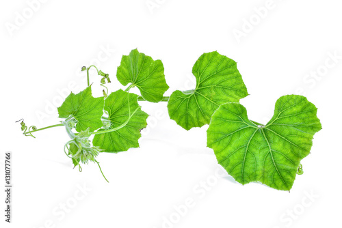 branch of pumpkin leaf isolated on white background
