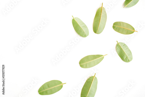 green leaves on white background. flat lay.