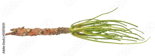 Bare Twig of Neem Tree on White Background photo