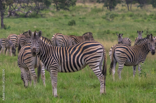 Zebra s grazing in the  wild at the Welgevonden Game Reserve in South Africa