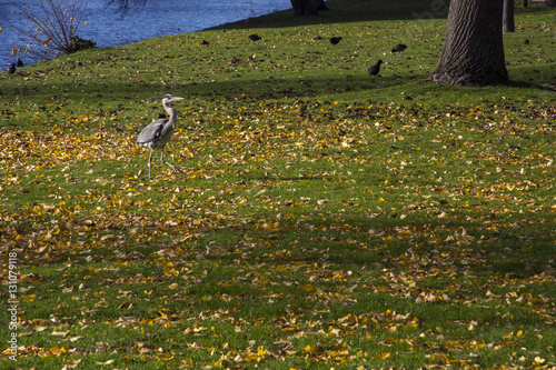 Grey crane on the green grass with yellow leaves