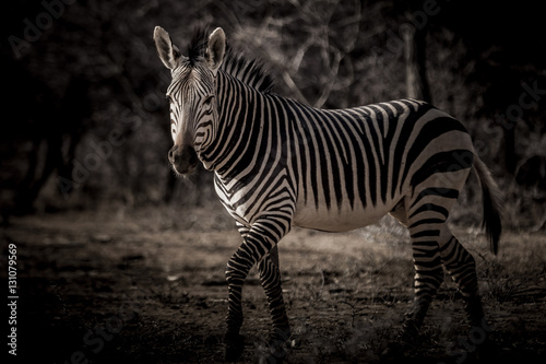 Zebra in the dark