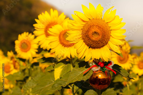 Fototapeta Naklejka Na Ścianę i Meble -  Sunflowers and Golden ball for christmas.