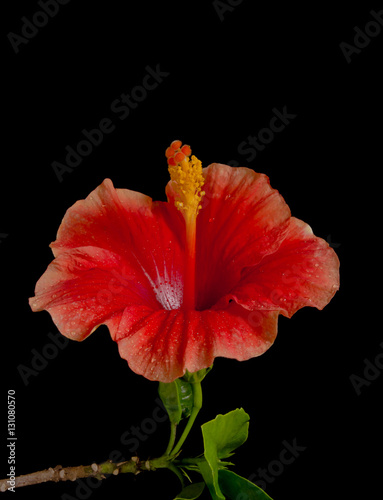 Shot of red hibiscus with yellow pollen on black isolated.