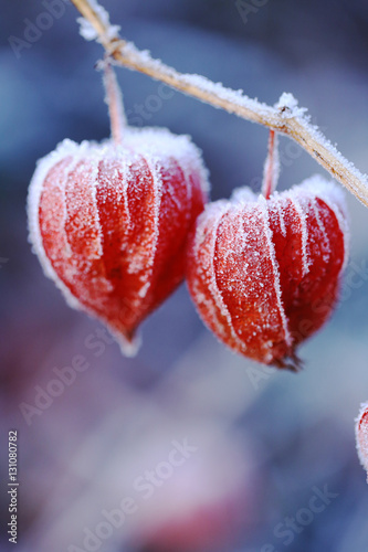 Fotografie physalis in frost. Physalis in December 4