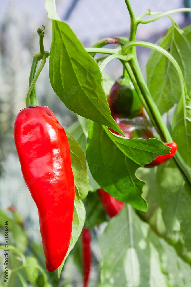Chili Pepper hanging in the bush planted on a kitchen garden Chili Pepper hanging in the bush planted on a kitchen garden