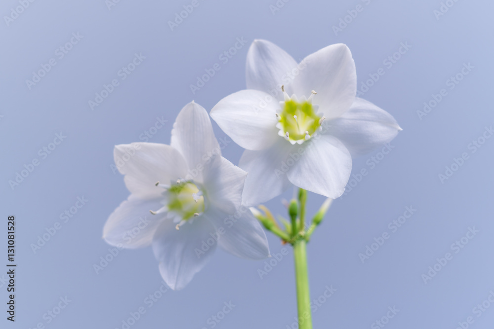 Delicate flower eucharis