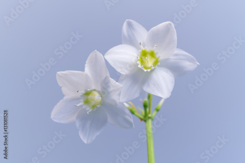 Fototapeta Naklejka Na Ścianę i Meble -  Delicate flower eucharis