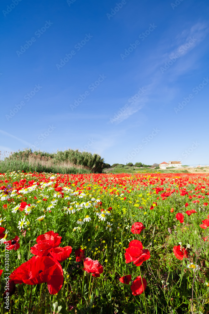Spring landscape with a field of red poppies and a blue sky with white clouds. Mediterranean, Europe. Spring landscape with a field of red poppies and a blue sky with white clouds. Mediterranean, Europe.