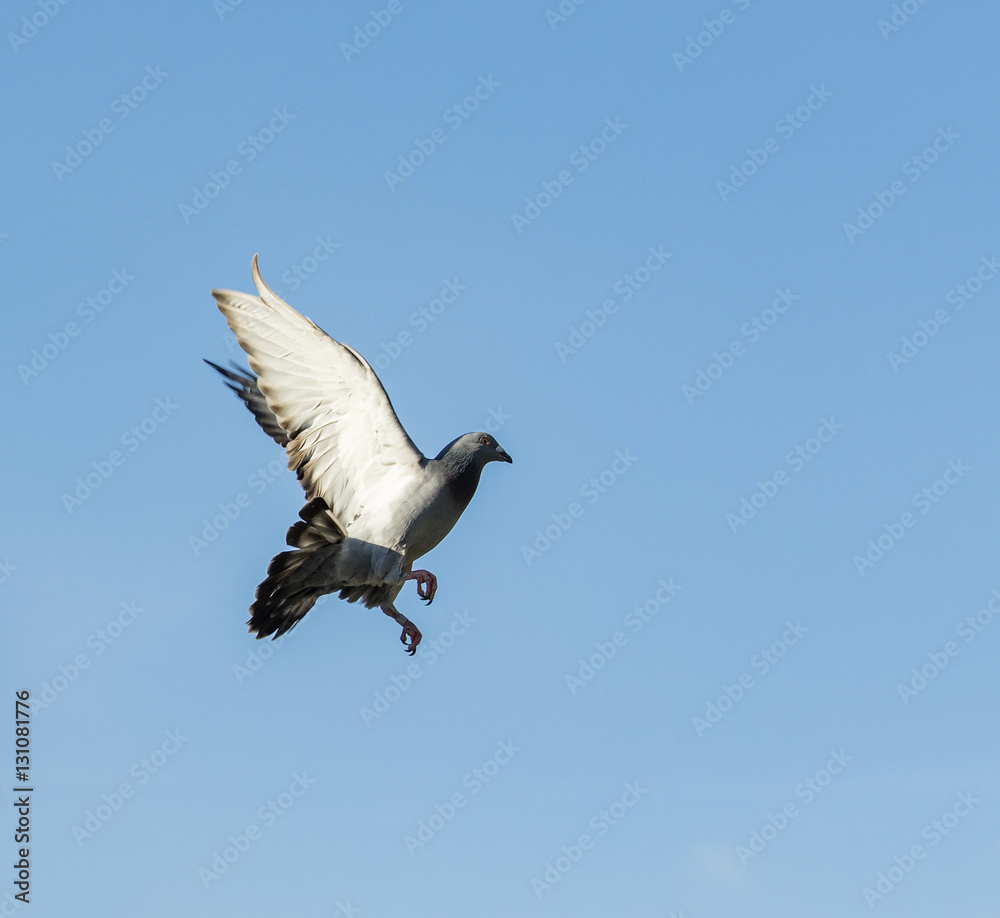 Obraz premium pigeon bird flying mid air against blue sky