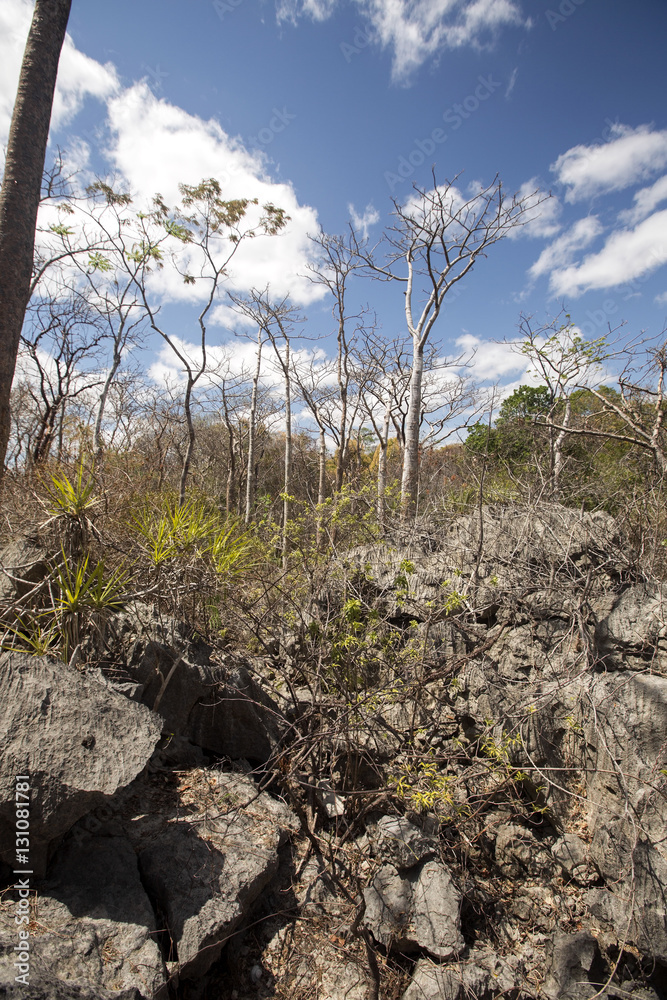 dry deciduous forest in the dry season, reserve Ankarana, Madagascar