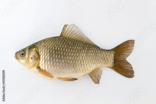 Live fish Silver carp on a white background