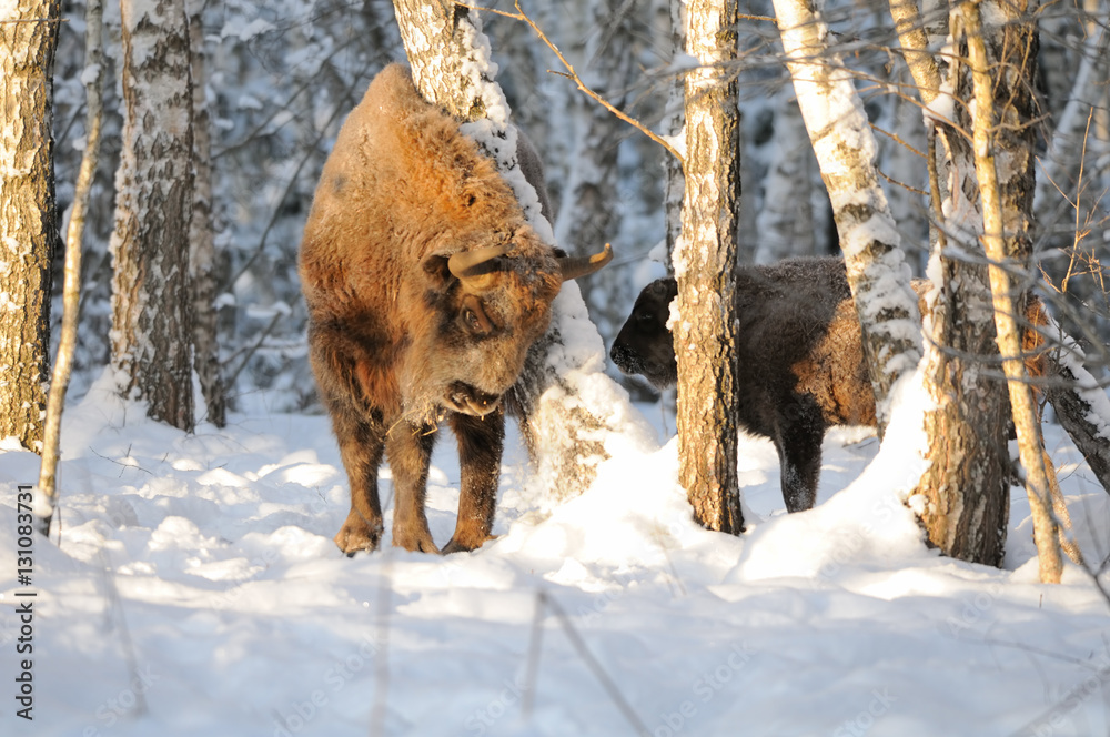 Adult and baby Wisents in winter birch forest Adult and baby Wisents in winter birch forest