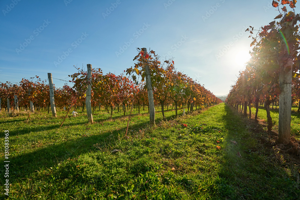 Naklejka premium Vineyard in the countryside at sunset