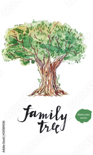 Family tree: old olive