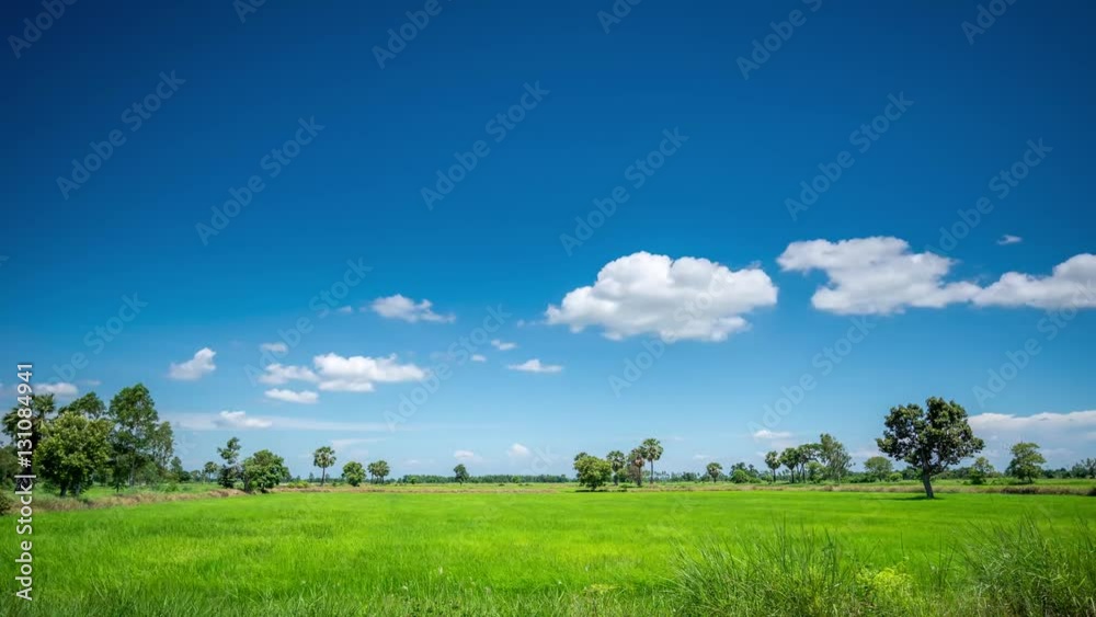 Flying Through Clouds Green rice paddy fields, clear sky